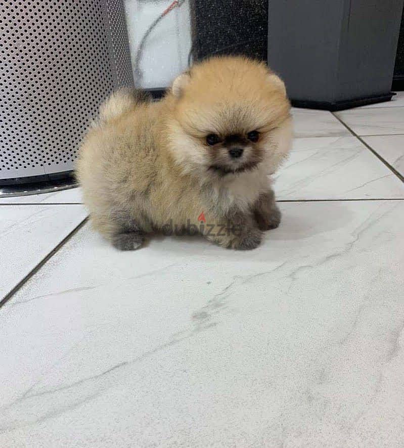 Cream male Pom for sale . . WHATSAPP Me  +1(484)718‑9164‬ 1