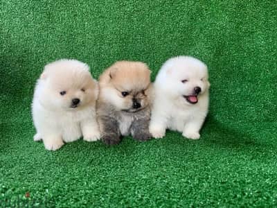 Pomeranian puppies for sale . . WHATSAPP Me  +1(484)718‑9164‬