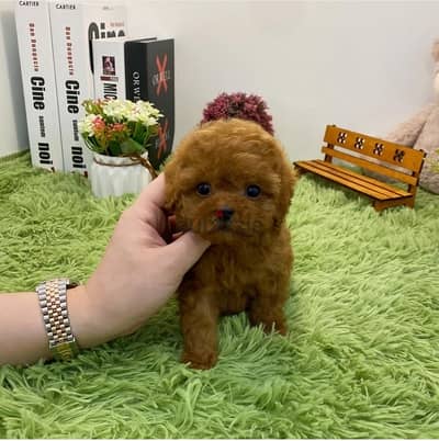 Mini PooDle for sale. . WHATSAPP +1 (484),718‑9164‬