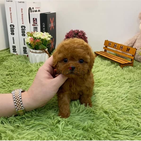 Mini PooDle for sale. . WHATSAPP +1 (484),718‑9164‬ 0