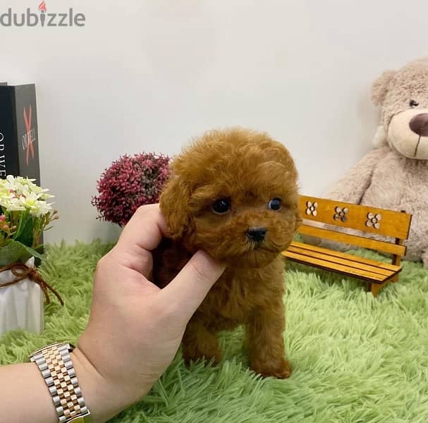 Mini PooDle for sale. . WHATSAPP +1 (484),718‑9164‬ 1