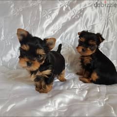 Yorkshire Terrier puppies// Whatsapp +971502618837 0