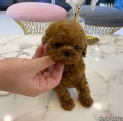 Mini PooDle for sale. WhatsApp +1 (484)718‑9164‬ 0