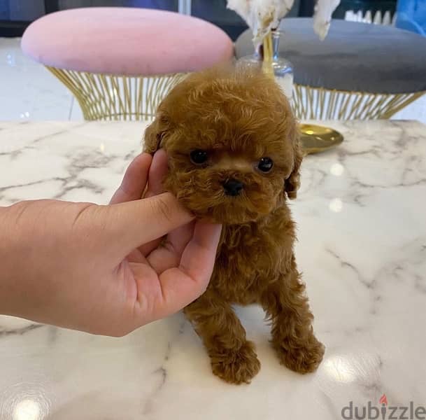 Mini PooDle for sale 0