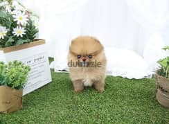 Mini Cream PoMeranian for sale 0