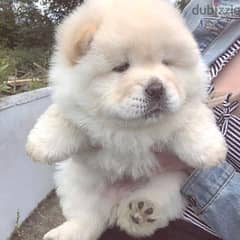 Chow Chow Puppies// Whatsapp +971502618837 0