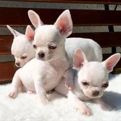 Chihuahua Puppies// Whatsapp +971502618837