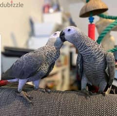 African Grey Parrots// Whatsapp +971502618837 0