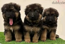 German Shepherd//  whatsapp +971552543679