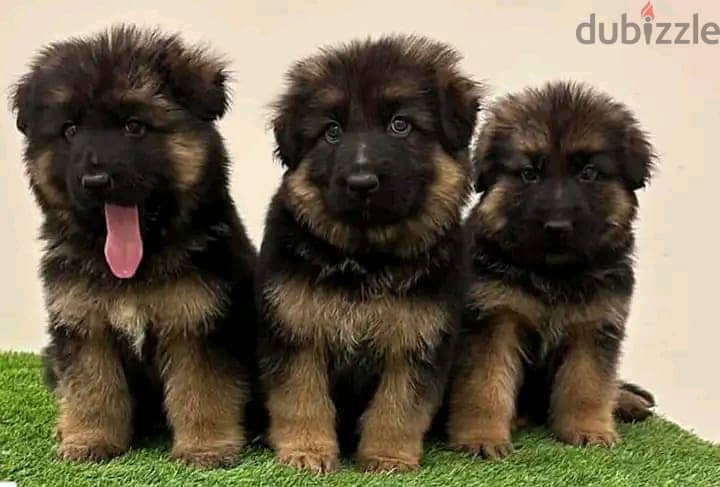 German Shepherd//  whatsapp +971552543679 0