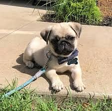 Pug