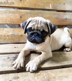 Male pug for sale