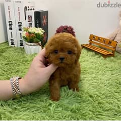 Mini PooDle for sale. WHATSAPP +1 (484),718‑9164‬ 0