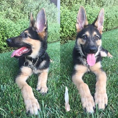 German Shepherd for sale