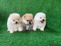 Male & Females Pom for sale (350 each )