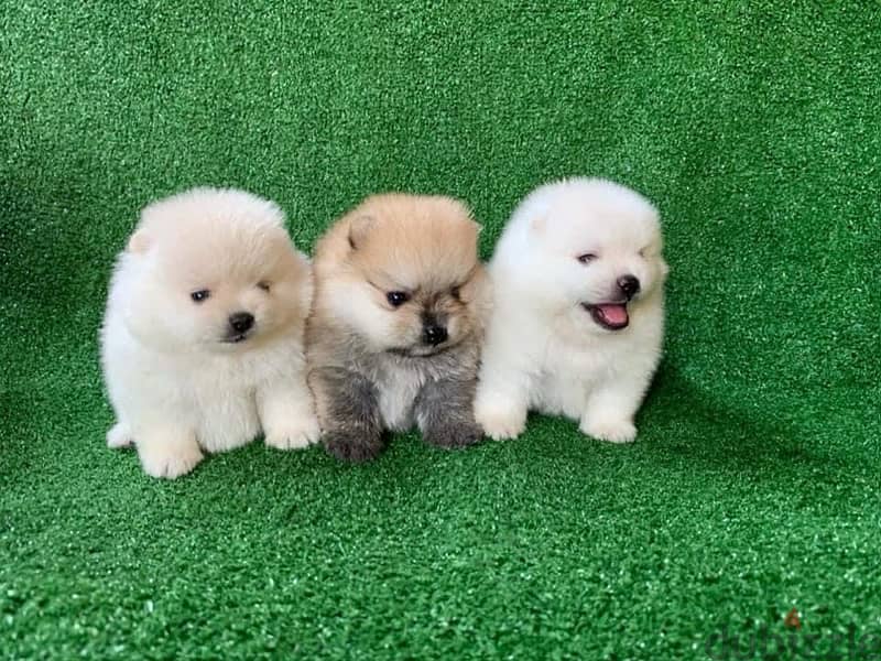 Male & Females Pom for sale (350 each ) 0