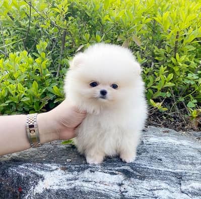 Mini Female Pom for sale . WHATSAPP +1 (484),718‑9164‬