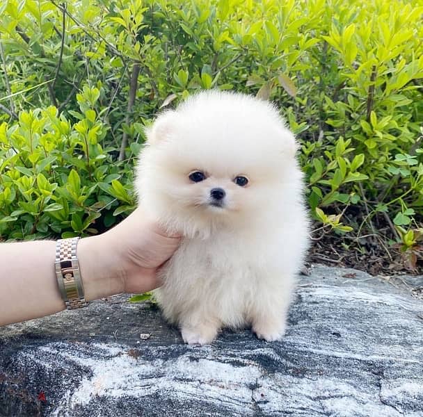 Mini Female Pom for sale . WHATSAPP +1 (484),718‑9164‬ 0