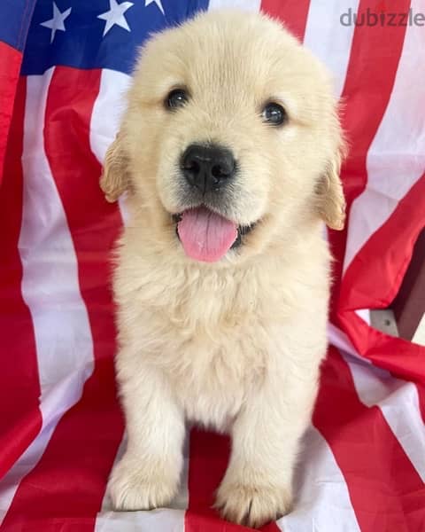 Golden retriever for sale 1