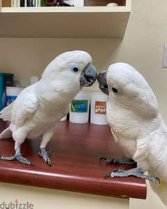 Cockatoo sweet and loving birds available 0