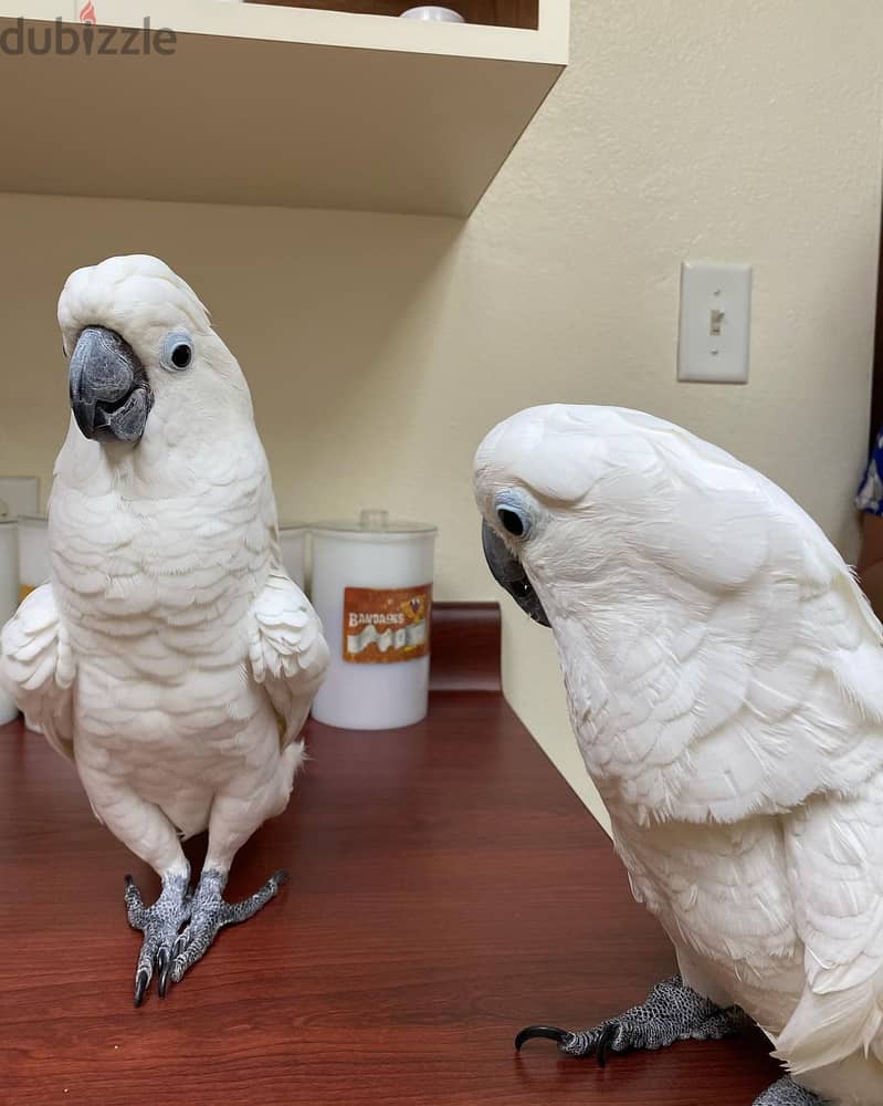 Cockatoo sweet and loving birds available 1