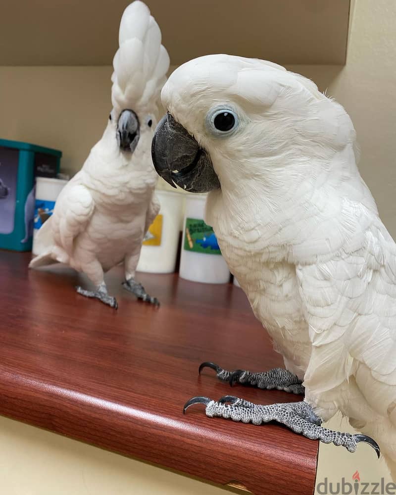 Cockatoo sweet and loving birds available 2