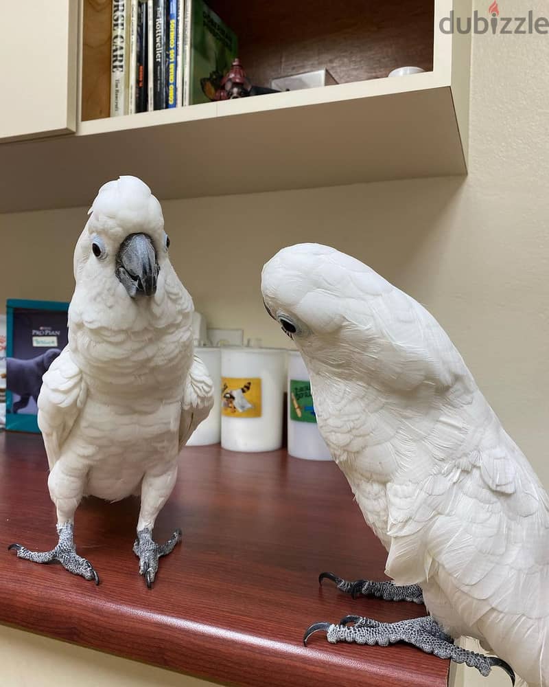 Cockatoo sweet and loving birds available 3