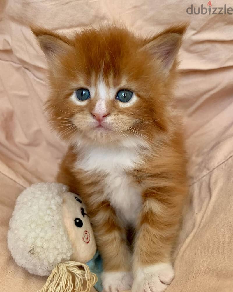 Maine Coon Kittens// WhatsApp +971502618837 0