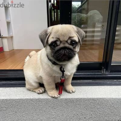 Pug