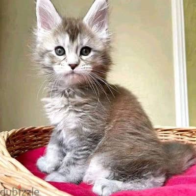 Maine Coon Kittens// WhatsApp +971502618837