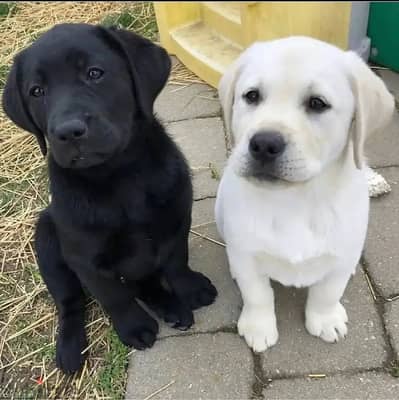 Labrador puppies// WhatsApp +971502618837