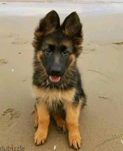 German Shepherd//WhatsApp +971502618837