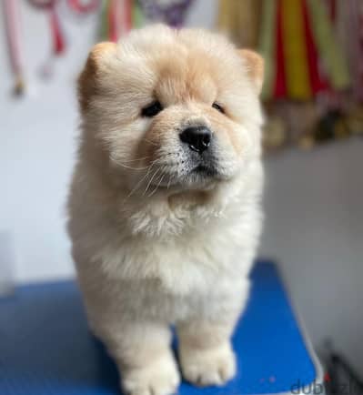 Chow Chow puppies// WhatsApp +971552543679