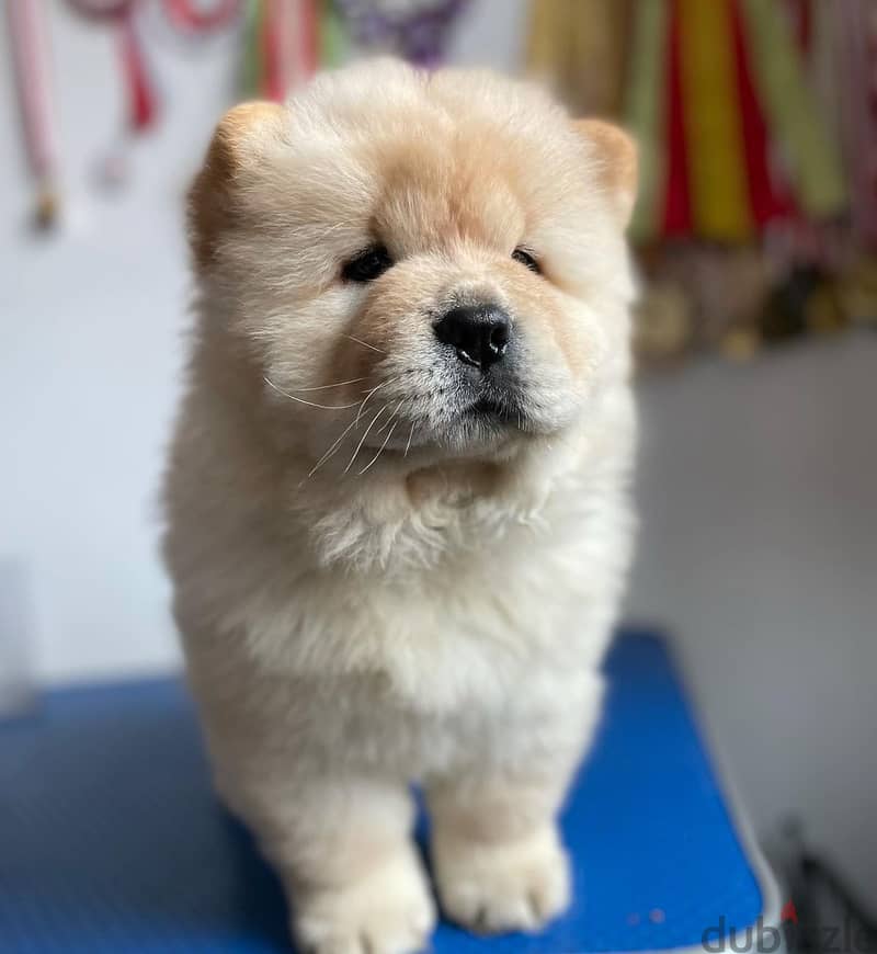 Chow Chow puppies// WhatsApp +971552543679 0