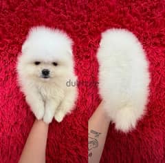 White Pomeranian . WHATSAPP +1 (484),718‑9164‬ 0