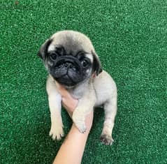 Male Pug for sale