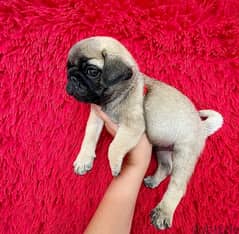 Female pug . WHATSAPP +1 (484),718‑9164‬ 0