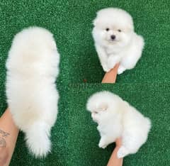 Purebred  PoMeranian for sale