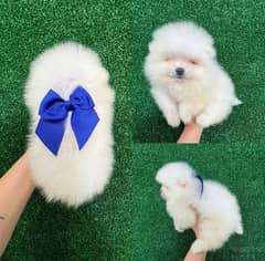 Mini PoMeranian . WHATSAPP +1 (484),718‑9164‬