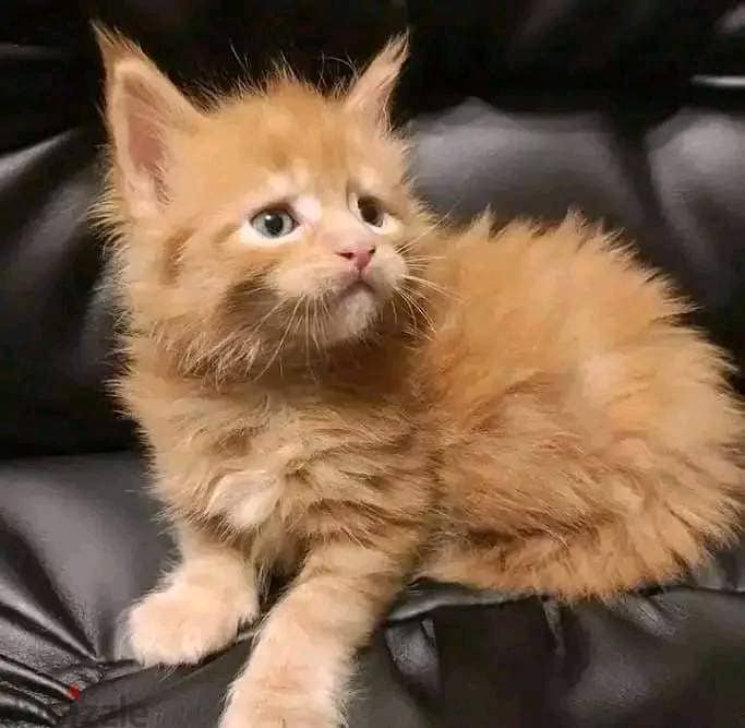 Meaincoon Cats available Whatsapp +16086760582 2