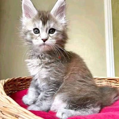 Maine coon kittens// WhatsApp +971552543679