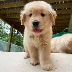 Golden retriever puppies// WhatsApp +971552543679 0