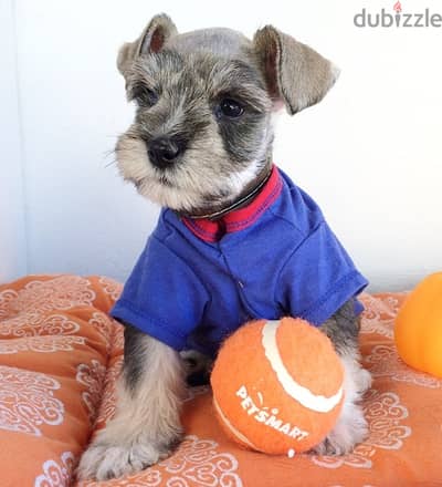 Whatsapp Me +972555074990 Miniature Schnauzer Puppies