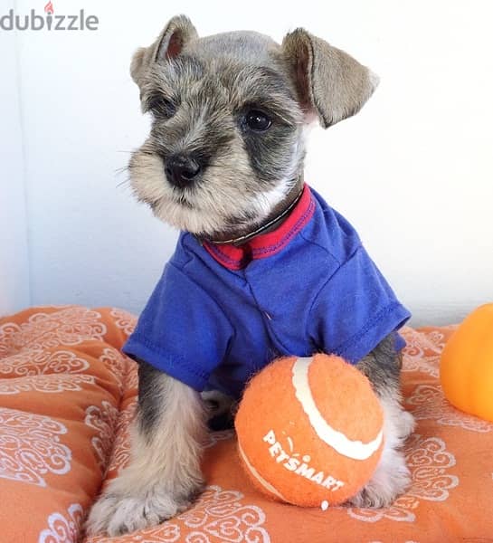 Whatsapp Me +972555074990 Miniature Schnauzer Puppies 1