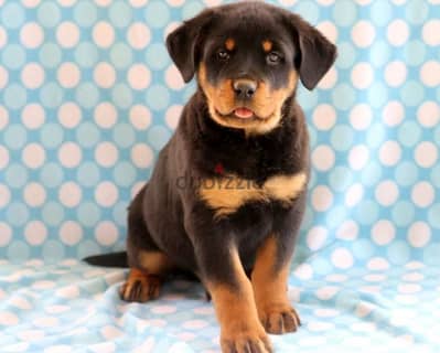 Whatsapp Me +966588993320 Rottweiler Puppies