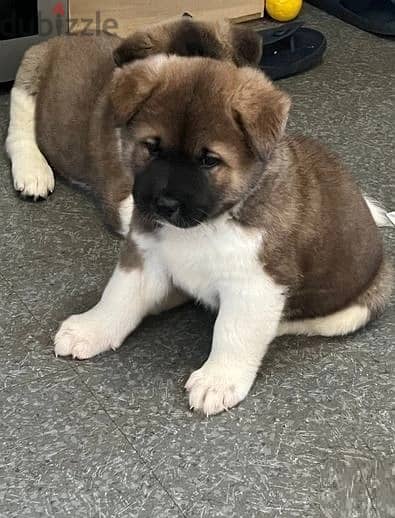 Whatsapp Me +966583921348 Akita Puppies