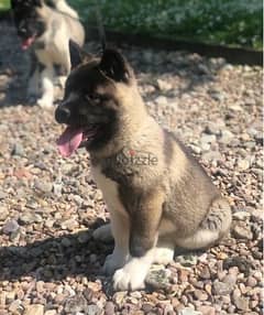 Whatsapp Me +966583921348 Akita Puppies 0