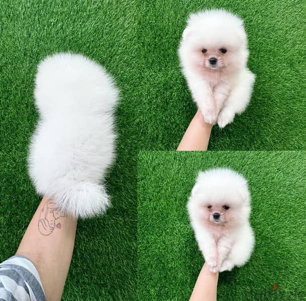 Tea cup PoMeranian for sale 0