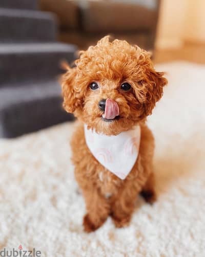 Tea Cup Poodle for sale