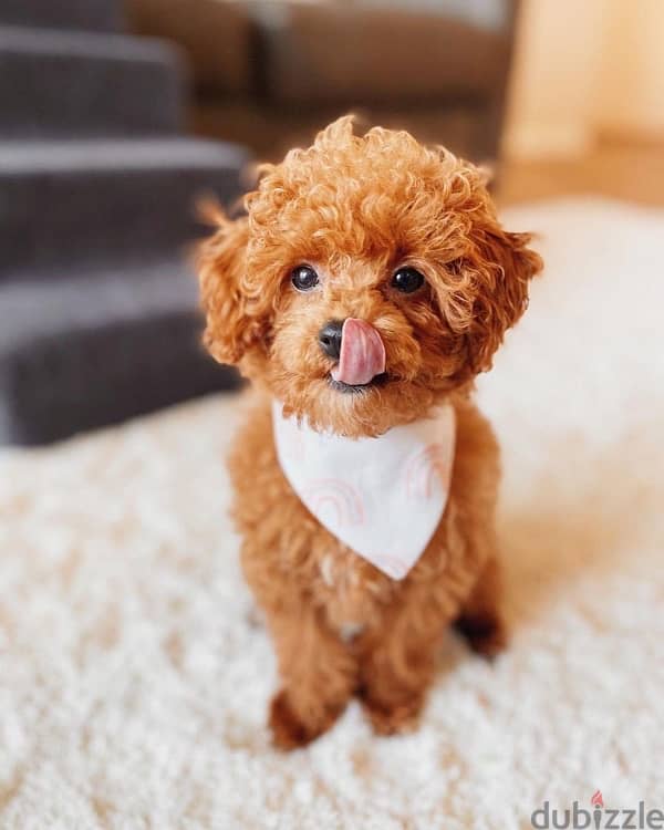 Tea Cup Poodle for sale 1